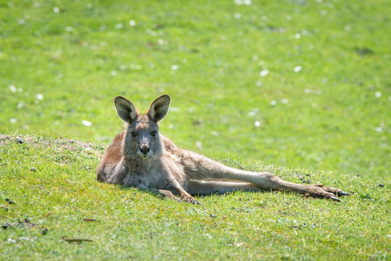 Halls Gap Motel Dış mekan fotoğraf