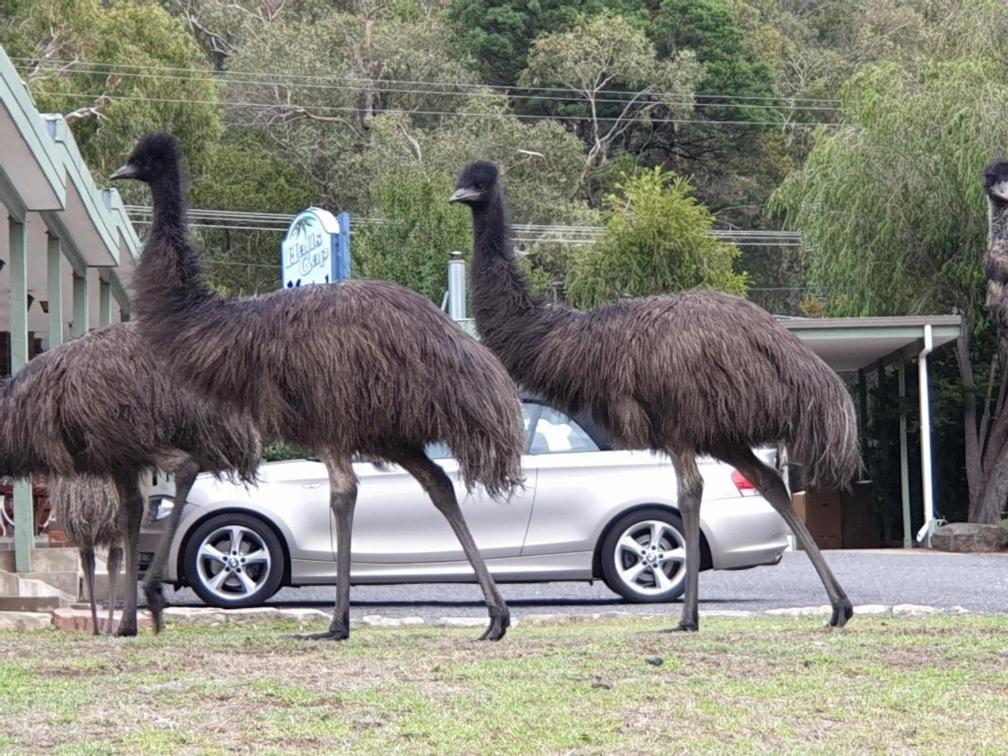 Halls Gap Motel Dış mekan fotoğraf